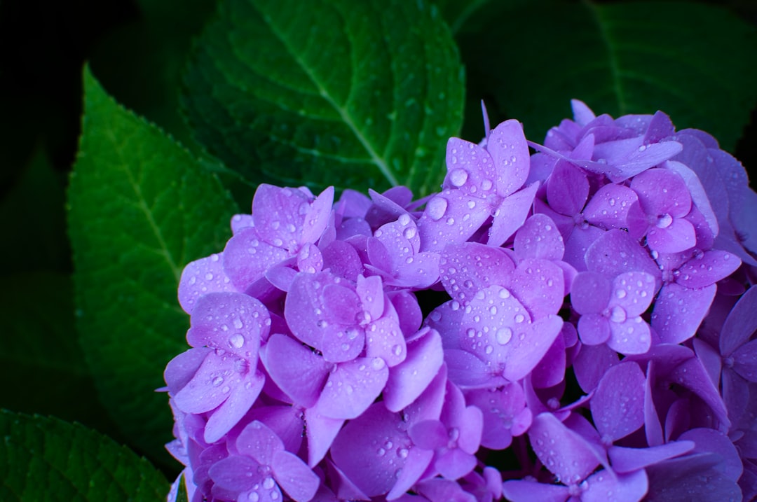 紫陽花(あじさい)撮影のコツ|梅雨の花を美しく撮るマクロとレンズ選び